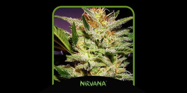 Best Amnesia Haze Strains in 2024